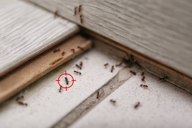Best Flea Control Services  in Winsted, CT