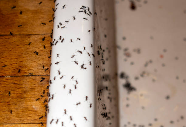Best Wasp Removal Services  in Winsted, CT