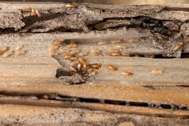 Best Best Pest Control Companies  in Winsted, CT