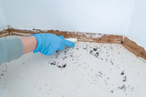 Best Pest Control Treatment  in Winsted, CT